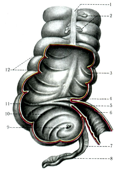247.   . 1 - tenia libera; 2 - appendices epiploicae; 3 - plicae semilunares coli; 4 - labium superius valvae ileocecalis; 5 - labium inferius; 6 - ileum; 7 - mesoappendix; 8 - appendix vermiformis; 9 - ostium appendicis vermiformis; 10 - cecum; 11 - frenulum valvae ileocecalis; 12 - haustra coli