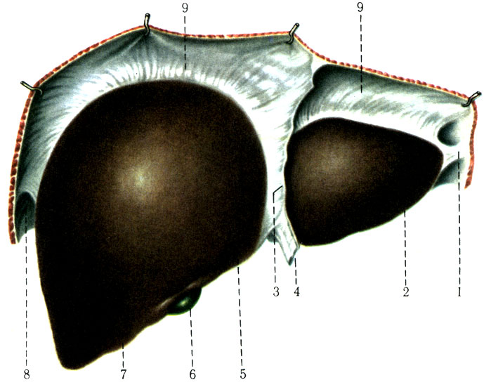 262.         ( . . ). 1 - lig. triangulare; 2 - lobus sinister; 3 - lig. falciforme hepatis; 4 - lig. teres; 5 - margo inferior; 6 - vesica fellea; 7 - lobus dexter; 8 - lig. Triangulares; 9 - lig. coronarium hepatis