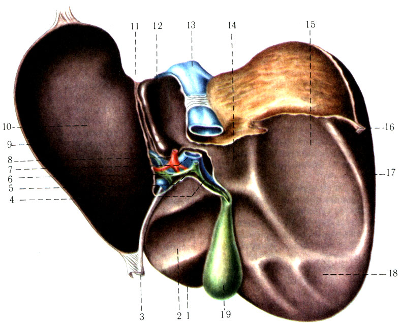 263.     ( . . ). 1 - lobus quad rat us; 2 - impressio duodenalis; 3 - lig. teres hepatis; 4 - ductus cysticus; 5 - ductus choledochus; 6 - ductus hepaticus communis; 7 - v. portae; 8 - v. hepatica propria; 9 - lobus sinister; 10 - impressio gastrica; 11 - impressio esophagea; 12 - lobus caudatus; 13 - v. cava inferior; 14 - impressio suprarenalis; 15 - impressio renalis; 16 - lig. triangulare dextrum; 17 - lobus dexter; 18 - impressio colica; 19 - vesica fellea