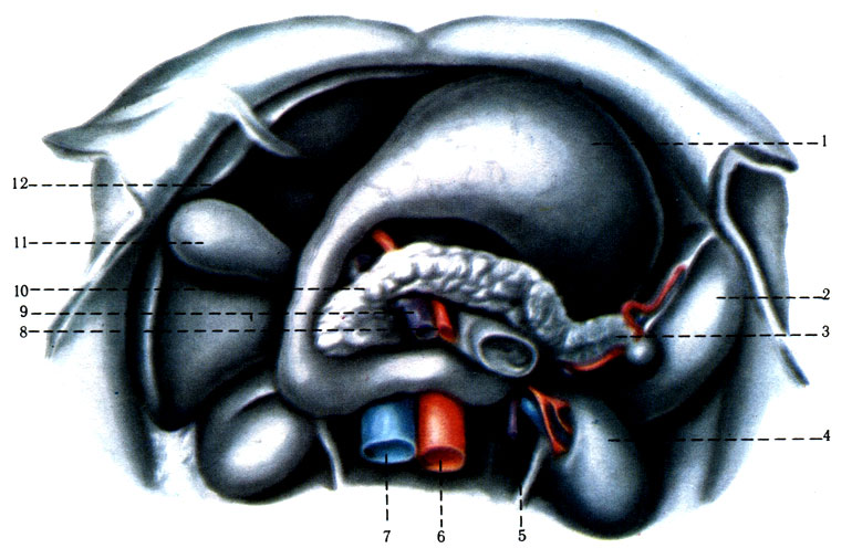 273.   (  ). 1 - ventriculus; 2 - lien; 3 - cauda pancreatis; 4 - ren; 5 - jejunum; 6 - aorta abdominalis; 7 - v. cava inferior; 8 - a. mesenterica superior; 9 - v. mesenterica superior; 10 - caput pancreatis; 11 - vesica fellea; 12 - hepar