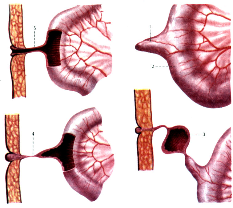 286.     ( . . ). 1 -  ; 2 -  ; 3 -    ; 4 - ,       ; 5 - ,    