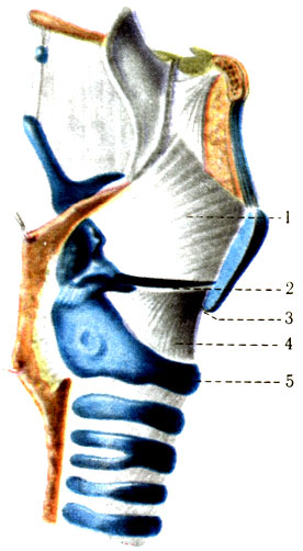 293.     . 1 - membrana quadrangularis; 2 - lig. vestibulare; 3 - lig voeale; 4 - conus elasticus; 5 - cartilago cricoidea