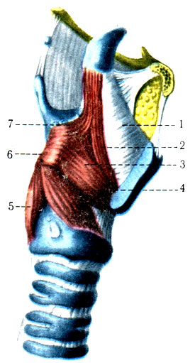 296.  .     . 1 - membrana quadrangularis; 2 - m. thyroepiglotticus; 3 - m. thyroarytenoideus; 4 - m. cricoarytenoideus lateralis; 5 - m. cricoarytenoideus posterior; 6 - processus muscularis; 7 - m. aryepiglotticus