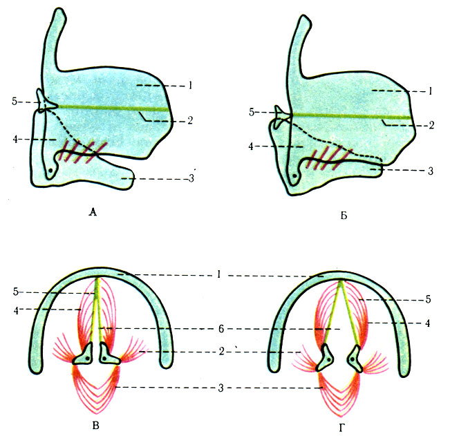 297.    .  - m. cricothyroideus  ; 1 - cartilago thyroidea; 2 - lig. vocale; 3 - cartilago cricoidea; 4 - m. cricothyroideus; 5 - cartilago arytenoidea.  - -  .    .   .  -    .  m. thyroarytenoideus  m. cricoarytenoideus lateralis       ,     ; 1 - cartilago thyroidea; 2 - m. cricoarythenoideus lateralis; 3 - m. cricoarytenoideus posterior; 4 - m. thyroarytenoideus; 5 - lig. vocale; 6 - rima glottidis.  -    .  m. cricoarytenoideus posterior   ,    