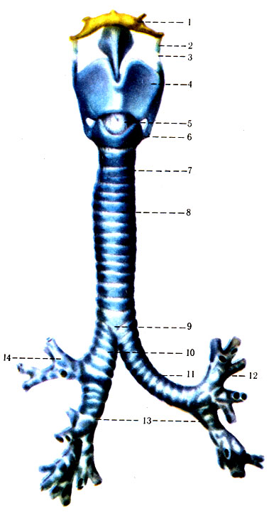 301. ,   . 1 - os hyoideum; 2 - cartilago txiticea; 3 - lig. thyrohyoideum; 4 - cartilago thyroidea; 5 - lig. cricothyroideum; 6 - cartilago cricoidea; 7 - cartilagines tracheales; 8 - ligg. anularia; 9 - bifurcatio tracheae; 10 - bronchus principalis dexter; 11 - bronchus principalis sinister; 12 - bronchus lobaris superior sinister; 13 - bronchis lobares inferiores; 14 - bronchus lobaris superior dexter