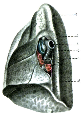 304.      . 1 - apex pulmonis; 2 -         ; 3 - . pulmonales; 4 - bronchus principalis; 5 - vv. pulmonales; 6 - lig. pulmonale