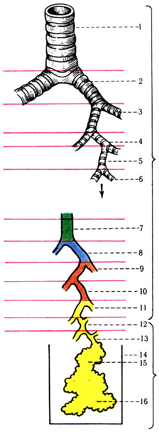 306.        . 1 - trachea; 2 - bronchus principalis; 3 - bronchus lobaris; 4 - bronchus segmentalis; 5, 6 -  ; 7 - bronchus interlobularis; 8 - bronchus terminalis; 9 - bronchioli I; 10 - bronchioli II; 11 - 13 bronchioli respiratorii I, II, III; 14 -    ,   ; 15 -  ; 16 -  
