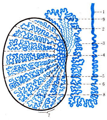 325.          . 1 - ductus defferens; 2 - ductuli efferentes; 3 - epididimis; 4 - mediastinum testis; 5 - tubuli recti testis; 6 - septula testis; 7 - lobuli testis; 8 - tubuli contorti; 9 - tunica albuginea