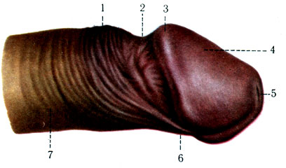 326.   ( , ). 1 - preputium; 2 - sulcus coronarius glandis; 3 - corona glandis; 4 - glans penis; 5 - ostium urethrae externum; 6 - frenulum preputii; 7 - corpus penis