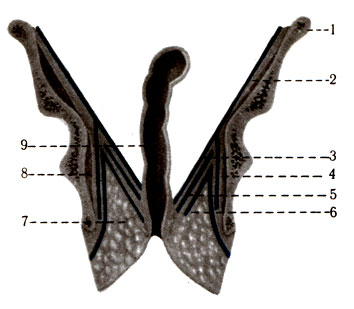 340.        . 1 - crista iliaca; 2 - f. iliaca; 3 - f. diaphragmatis pelvis superior; 4 - f. obturatoria; 5 - m. levator ani; 6 - f. diaphragmatis pelvis inferior; 7 - fossa ischiorectalis; 8 - m. obturatorius internus; 9 - rectum
