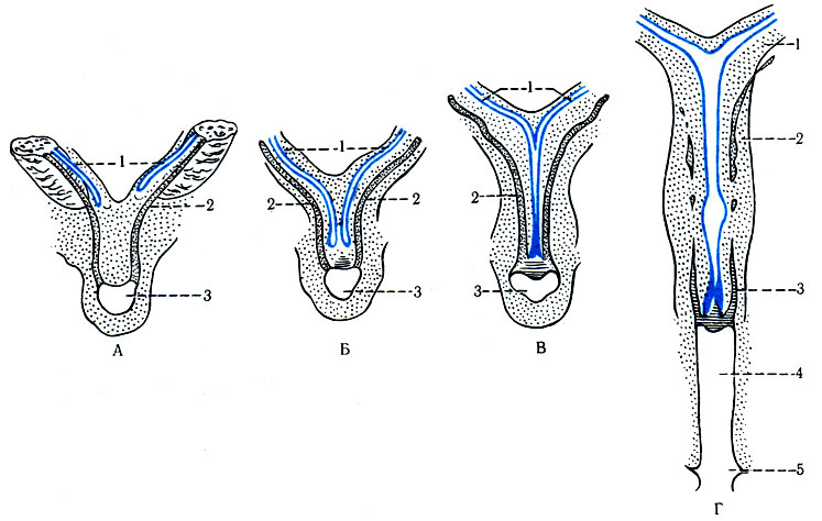 344.    ,    . , , : 1 -  ; 2 -   ; 3 -  . : 1 -  ; 2 -  ; 3 -  ; 4 - ; 5 -  