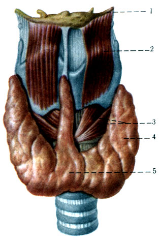 348.   ( . . ). 1 - os hyoideum; 2 - m. thyrohyoideus; 3 - m. cricothyroideus; 4 - lobus sinister glan-dulae thyroideae; 5 - isthmus glandulae thyroideae