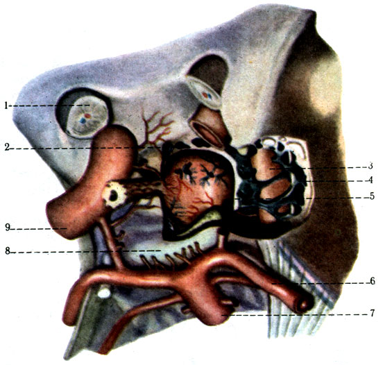 358.       . 1 - n. opticus; 2 - sinus intercavernosus; 3 - a. carotis interna,      ; 4 - abducens; 5 - hypophysis; 6 - a. cerebri posterior; 7 - a. basilaris; 8 - dorsum sellae; 9 - a. carotis interna