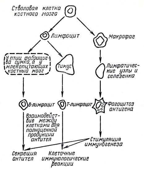 Рис. 3. Взаимодействие клеток при иммунном ответе (схема)