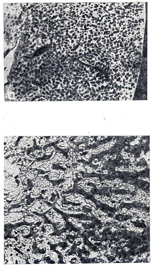 . 34.      .  -     ,     (4);  -        .         