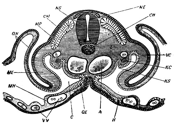 . 4.     ,    (aN). NS -  ; NE -  ;  - ;  - ;  - ; , KS -  ;  -   ; ME - ;  - ;  - 