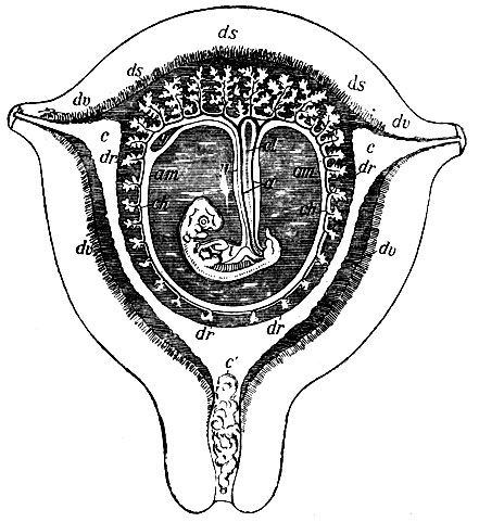 . 8.       7-8- . at -  ; am - ;  -  ; ' -     ; ch - ; dr - decidua reflexa; ds - d. serotina; du - d. vera; i -  ; u -  ;  -  ; ' -  
