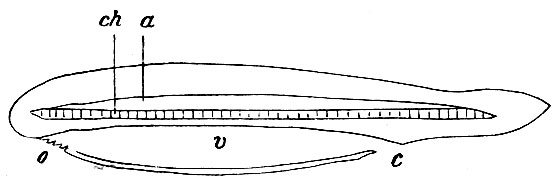 . 1.    amphioxus lanceolatus:  -  ; v -  ;  -  ;  -   ; ch - chorda dorsalis