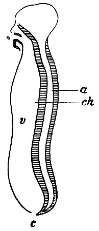 . 2.     .   ,   . 1. ch -  ,  chordam dorsalem