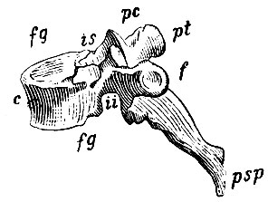. 10.   .  - corpus v., is - incisura vertebralis superior; ii - incisura vertebralis inferior  ; psp - pr. spinosus; pt - pr. transversus; pc - pr. articularis; fg -     ; f -      