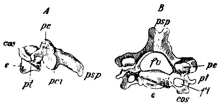 . 13.  -   ;  -     (   III, IV, V .);  - ; fv -  ; psp - pr. spinosus; pt - pr. transversus; cos -  ;  - pr. condyloideus sup., pci - pr. condyloideus inferior