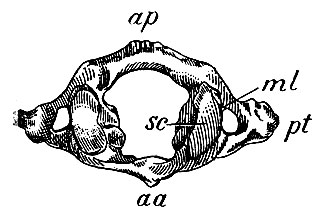 . 15.  . aa - arcus ant.;  - arcus post.; ml - massa lateralis; pt - processus transversus; sc -   