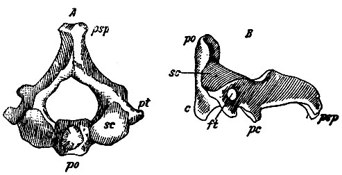 . 16.  -    :  - proc. odontoideus; pt - proc. transversus; psp - proc. spinos. ; sc -   .  -     :  - corpus ;  - proc. articularis inf.; ft - foramen transversale.    