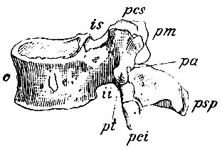 . 18.   .  - ; is - incisura vertebr. sup.; ii - incis. vert, inf.; psp - proc. spinosus; pes, pci - proc. articulares sup. et inf.; pm - proc. mammillaris; pa - proc. accessorius; pi - proc. transversus