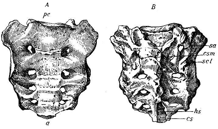 . 19. :  - ,  - ;  - promontorium;  - apex; csm - crista sacralis media; scl - crista sacr. lateralis; sa - superficies auricular is; hs - hiatus sacralis; cs - cornua sacralia