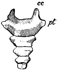 . 20.  : cc - cornua coccygea; pt -   