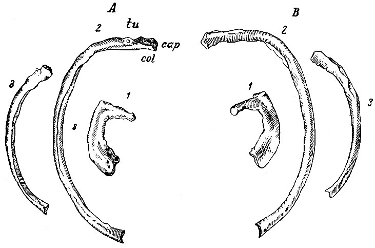 . 23.   .  - ;  - ; 1 -  ; 2 -   ; 3 -     ; col - collum; cap - capitulum; tu - tuberculum; s - sulcus costalis