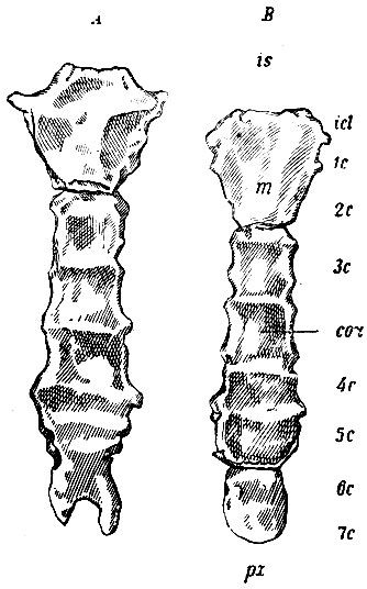 . 24.  -         .  -      . m - manubrium St.; cor - corpus st.; px - processus xiphoideus st.; id - incisura clavicularis; is - incisura jugularis. 1c, 2c... 7c -    
