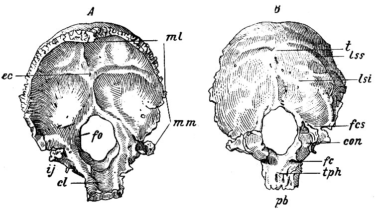 . 25.  -   .  - . b - pars basilaris; fo - for. occipitale; tph - tub. pharyngeum; cl - clivus; con - proces. condyloideus; ij - incisura jugularis; fcs - fossa condyloidea; fc - foramen ondyloideum; t - protuberantia occipitalis externa; Iss - linea semicireularis sup.; lsi - linea semicircularis inf.; ec - protuberantia occipitalis interna; ml - margo lambdoideus; mm - margo mastoideus