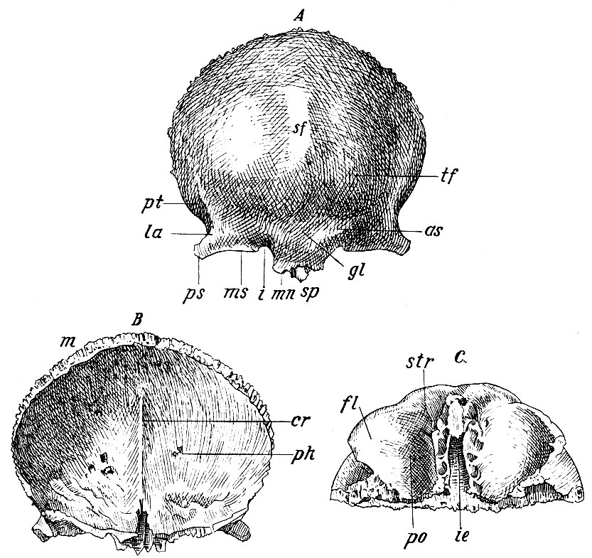 . 28.  :  - ;  - ;  - , sf - sutura frontalis, tf - tuber frontalis; as - arcus superciliaris; gl - glabella; sp - proc. zygomaticus; la- linea aspera; pt - planum temporale; m - margo coronalis; mn - margo nasalis; sp - spina nasalis; ms - margo supraorbitals; i - incisura supraorbital; po - pars orbitalis; ie - incisura ethmoidalis; fl - fossa lacrymalis; str - spina trochlearis; cr - crista frontalis; ph -   