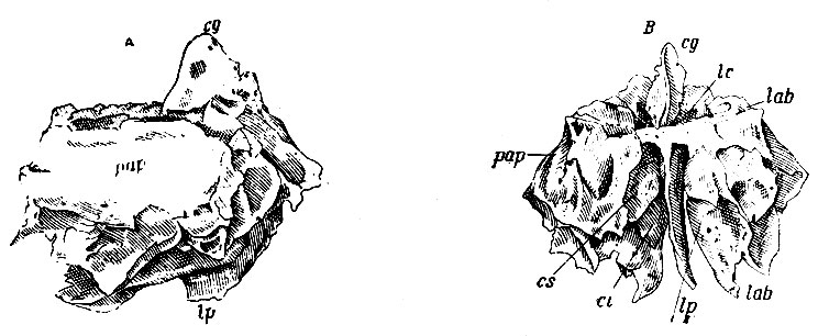 . 29.  :  - ;  - . l - lamina cribrosa; cg - crista galli; lp - lam. perpendicularis; lab, lab,-; pap - lam. papyracea; cs - concha ethmoidalis sup.; ci - concha ethmoidalis inf