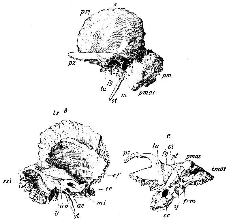. 31.  :  - ;  - ;       .  - ;    . psq - pars squamosa; m - pars mastoidea; pz - processus zygomaticus; ta - tubercul. articulare; fg - fossa glenoidalis; Gl - fissura Glaseri; st - processus styloideus; pt - planum tympanicum; m - meatus acusticus externus; pmas - processus mastoideus; ssi -sulcus sigmoideus; mi - meatus acusticus internus; ts - tuberculum canalis semicircularis; cf - apertura spuria canalis Fallopii et sulcis nervi Vidiani; cc -  .  -   canalis carotici,   .  -     ; imas - incisura mastoidea; fsm - foramen stylomastoideum; ij - incisura jugular is; av - aquaeductus vestibulae; ac - aquaeductus cochleae