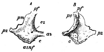 . 32.  -      () ;  -      () .  -    : ai -  ; ainf-  ; pf -  ,  processus frontalis; pz -  ,  proc. zygomaticus; pm - proc. marginalis; cz -  canalis zygomatici; ps - proc. sphenoidalis
