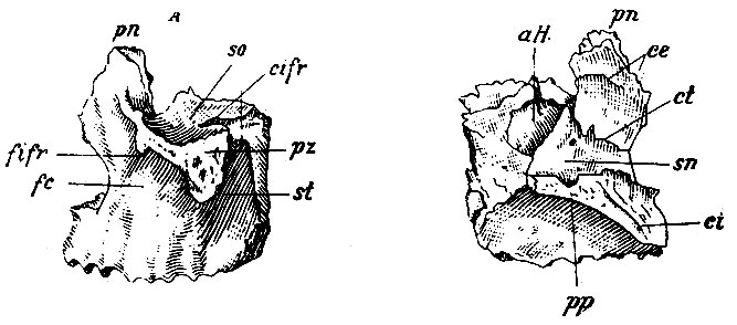 . 33.  -    ,  -    . so - superficies orbitalis  ; st - superf. temporalis ; fc -   ,   - fossa canina; sn - superf. nasalis; pn - processus nasaeis; pz - proc. zygomaticus; pp - proc. palatinus; cifr - canalis infraorbitalis; fifr - foramen infraorbitale; aH - antrum Hyghmori; ce - crista ethmoidalis; ct - crista turbinalis; ci - canalis incisivus