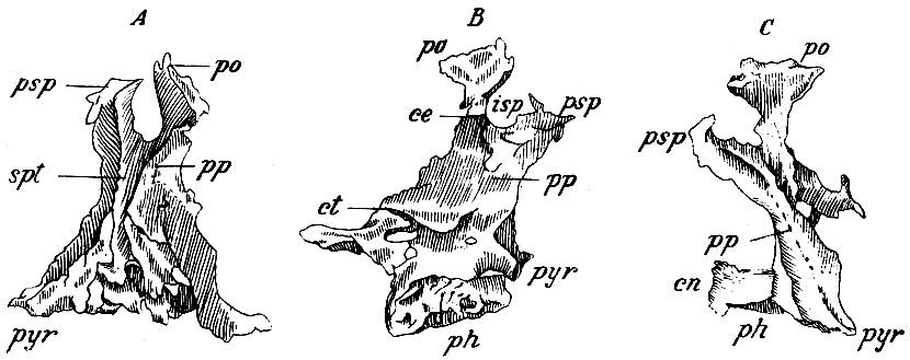 . 34.  -      ;  -      ,  -    .  - pars perpendicularis; ph - pars horizontalis; po - processus orbitalis; psp - proc. sphenoidalis; isp - incisura spheno-palatina; ce - crista ethmoidalis; ct - crista turbinalis; spt -sulcus pterygo-palatinus; pyr - processus pyramidalis; en - crista nasalis