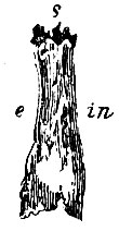 . 35.    (), s -  ; in -  ;  -  ; i -  