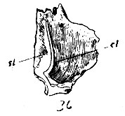 . 36.   ,  . si - sulcus lacrymalis; cl - crista lacrymalis
