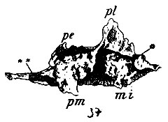 . 37.    ,     . mi - ,  ; * -   ,   crista turbinali ' ; **-   ,   crista turbinali  ; pm - processus maxillaris; pi - proc. lacrymalis; pe - proc. ethmoidalis (  , [ )