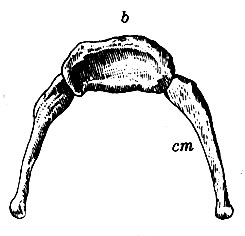 . 40.   . b - basis; cm - cornua majora. Cornua minora       