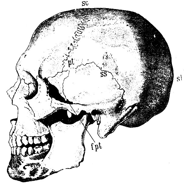 . 41.  : sc - sutura coronalis; si - sutura lambdoidea; ss - sutura squamosa; pt - pteryon (       ); fpt - fossa pterygo-palatina