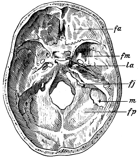. 43.   . fa -   ; fm -   ; fp -   ; la - foramen lacrum anterius; fj - for. jugulare; m - for. Mastoideum