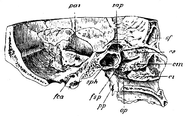 . 45.      ;  ;   ,      . s - concha ethmoidalis superior; cm - concha ethmoidalis media; ci - concha nasails inferior (s. libera); op - os palatinum; pp - proc. pterygoideus; sph - sinus sphenoidalis; sap - sinus alae parvae; sf - sinus frontalis; pai - meatus acusticus internus; fca - foramen condyloideum anterius
