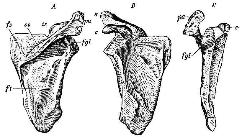 . 49.  .  - ;  - ;  -   , ss - spina scapulae; fs - fossa supraspinata; fi - fossa infraspinata; is - ineisura scapulae; pa, a - processus acromion;  - processus coracoideus; fgl - fossa glenoidalis