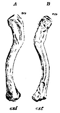 . 50.  .  - ;  - .  - extremitas acromialis ( ); est - extremitas sternalis ( )