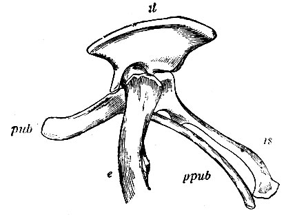 . 51.       - camptenotus dispar ( Wiedersheim). il - os ilium; pub - os pubis; ppub - postpubicum; is - os ischii; e -  