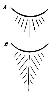 . 55.   .  -   ;  -      ( Gegenbaur)